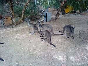 Kangaroo's at John Forrest National Park 2