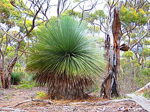 Kangaroo Island grass tree 01