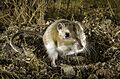Kangaroo Rat by Stuart Wilson (49936422922)