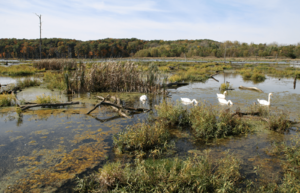 Kennekuk Marshes, Lake Vermilion, Illinois