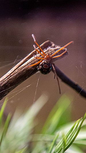 L. Bishopi Trevor Austin 2020