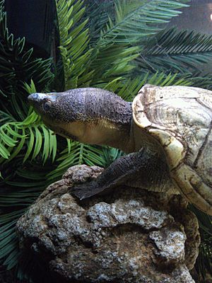 Lake Chapala Mud Turtle.jpg