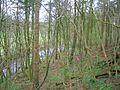 Lambroughton Woods