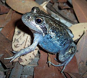 Lim dumerilii Insularis
