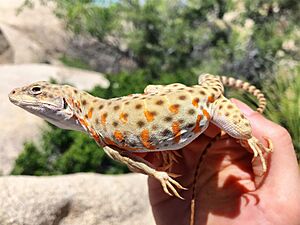 Long-nosed Leopard Lizard - Gambelia wislizenii - Female Breeding Colors