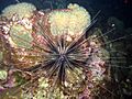 Long-spined sea urchin