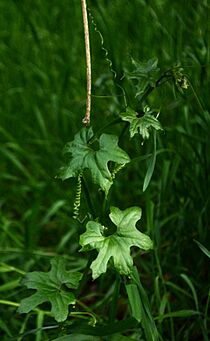 Marah horridus 1.JPG