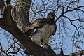 Martial Eagle - Mara - Kenya S4E7401 (15526799382)
