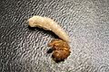 MealwormPupa