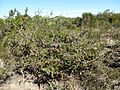 Melaleuca violacea (habit)