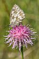 Melanargia galathea on Box Hill-by-Ian-Capper