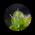 Moss leaf under microscope