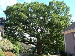 Mullikan Oak Tree - Lexington, MA - September 2012
