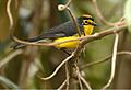 Myioborus melanocephalus -Ecuador-8