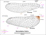 Nannodiplax rubra wing diagrams 1216