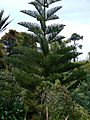 Norfolk Island Pine, Abbey Gardens, Tresco - geograph.org.uk - 1606645