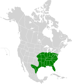 Nycticeius humeralis map.svg