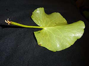 Nymphoides aquatica Leaf 1