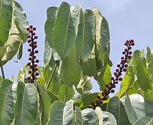 Octopus Tree (Schefflera actinophylla) fruits or flowers at tree canopy at Hyderabad, AP W 281