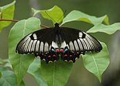 Orchard swallowtail lam08