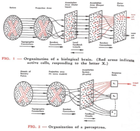 Organization of a biological brain and a perceptron