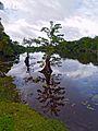 Parque Nacional Punta Izopo 01
