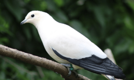 Pied-imperial-pigeon-kczoo