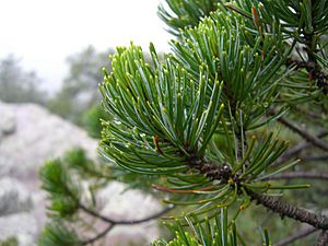 Pinus discolor Chiricahua closeup