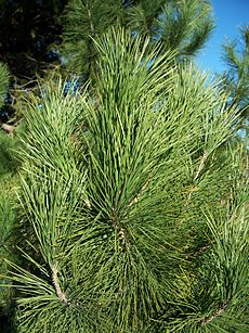 Pinus muricata-1