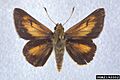 Problema bulenta 2192002