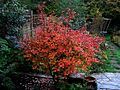 Prunus incisa Kojo-no-Mai