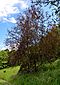 Prunus padus colorata.jpg