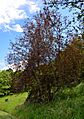 Prunus padus colorata