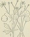 Ranunculus harveyi (14593218128)