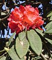 Rhododendron arboreumC