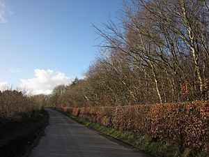 Road on Briggins Moor (geograph 2850545).jpg