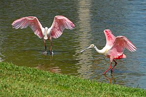 Roseatespoonbill