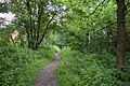 Roughtalley's Wood 6
