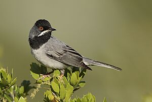 Rüppell's warbler Facts for Kids