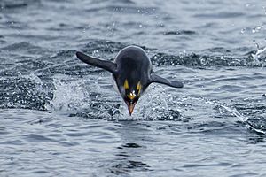 SGI-2016-South Georgia (Cooper Bay)–Macaroni penguin (Eudyptes chrysolophus) 04