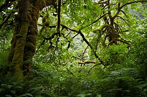 San Juan Bridge Forestry Recreation Site