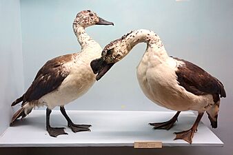 Sarkidiornis melanotos - Royal Museum for Central Africa - DSC06799