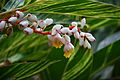 Shell Ginger Alpinia zerumbet 7395