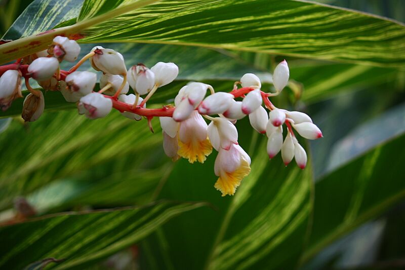 Shell Ginger Alpinia zerumbet 7395