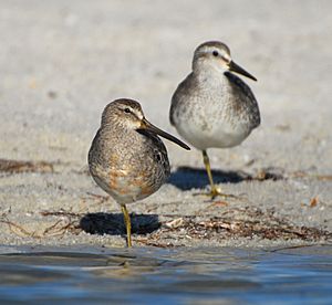 Short-billed Dowitcher standing in front of Red Knot (09-09-2007)