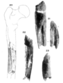 Sinanthropus Femur VI