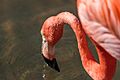 Sjl20210605-seaworld-0011-flamingo-w