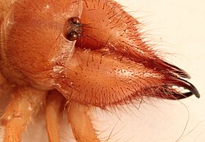 Solpugidae showing eyes with presumably protective bristles 2012 01 24 1019s