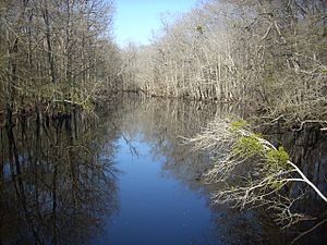 South River (Cape Fear tributary).jpg