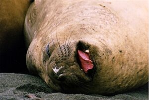 Southern Elephant Seal at Macquarie Island